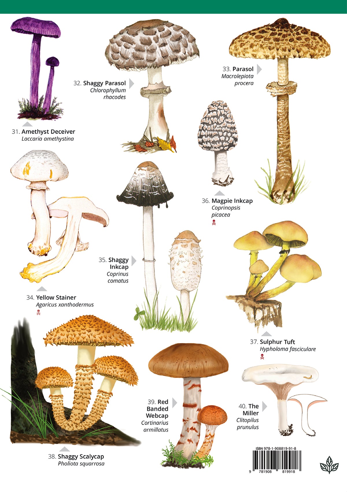 Gilled Fungi