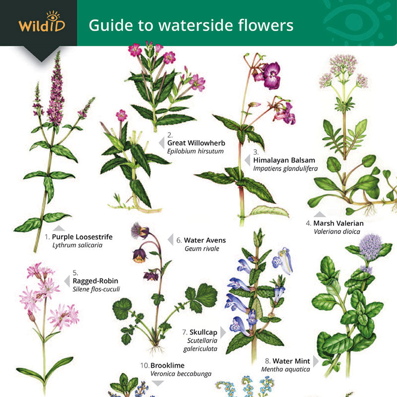 Waterside Flowers