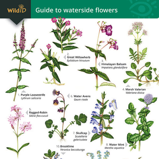 Waterside Flowers