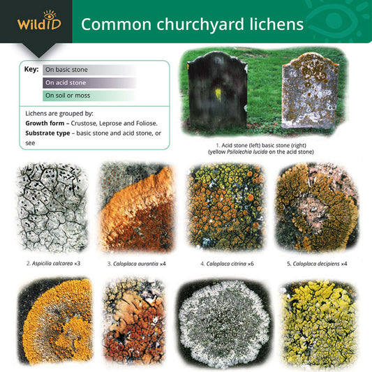Churchyard Lichens