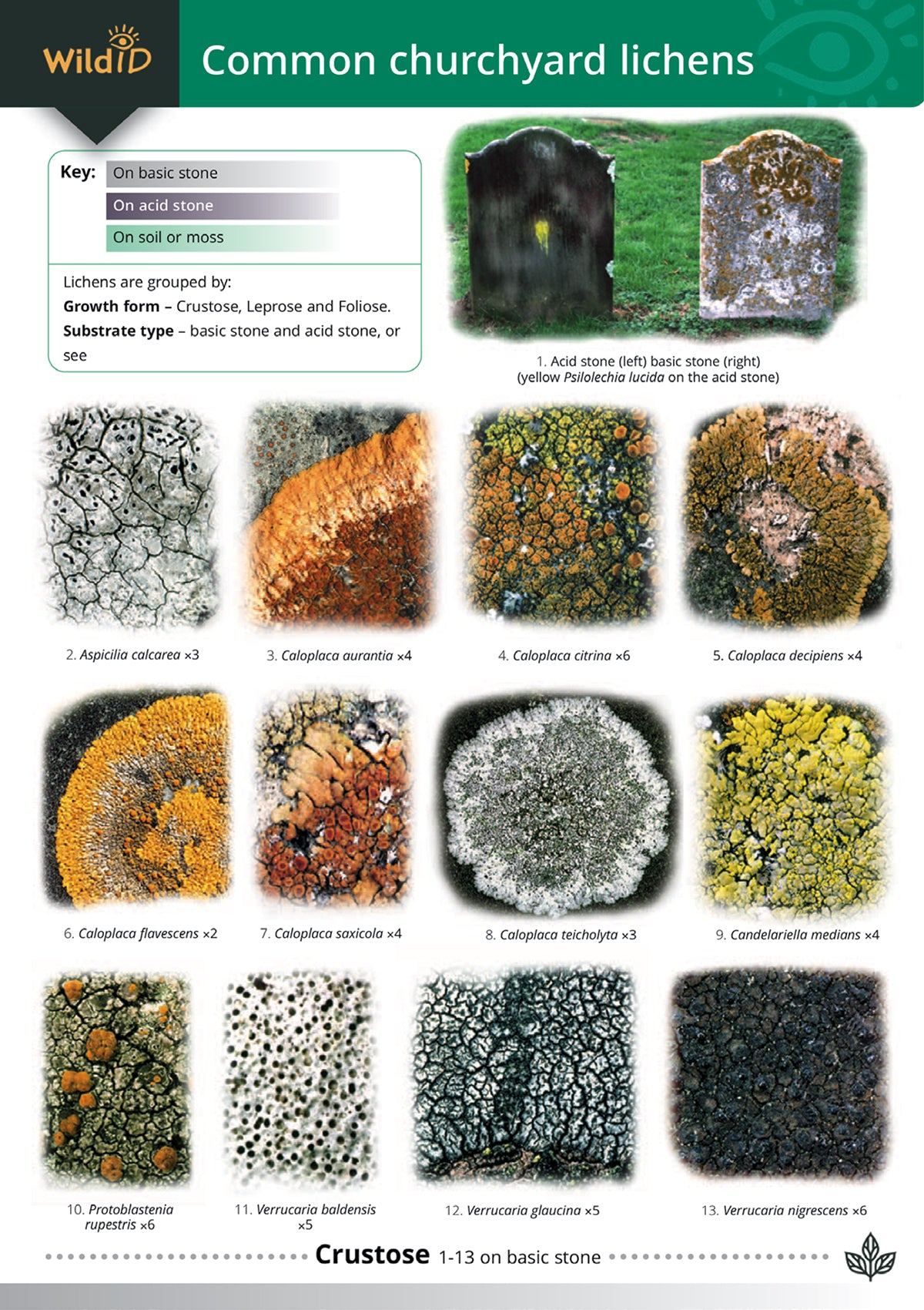 Churchyard Lichens