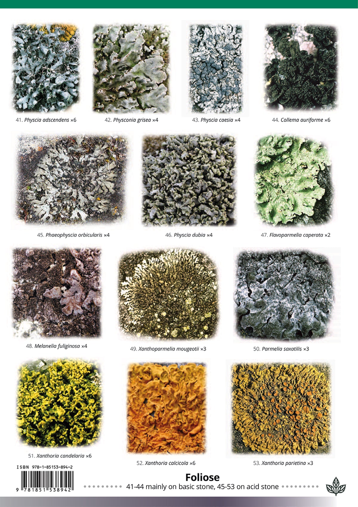 Churchyard Lichens