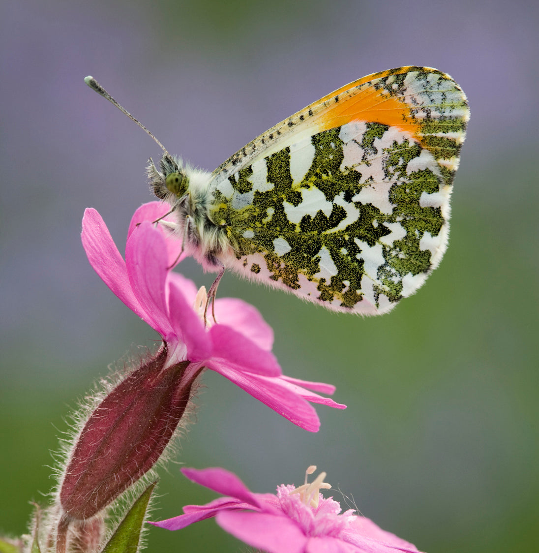 Red Campion