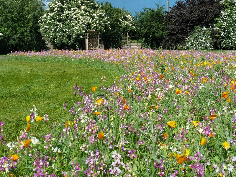 Short Perennial 100 sqm - Super Saver