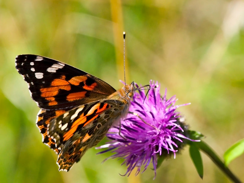 Nectar & Pollen