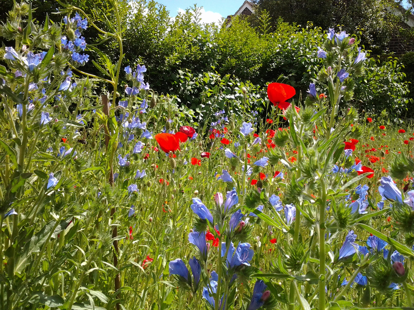 Viper's Bugloss