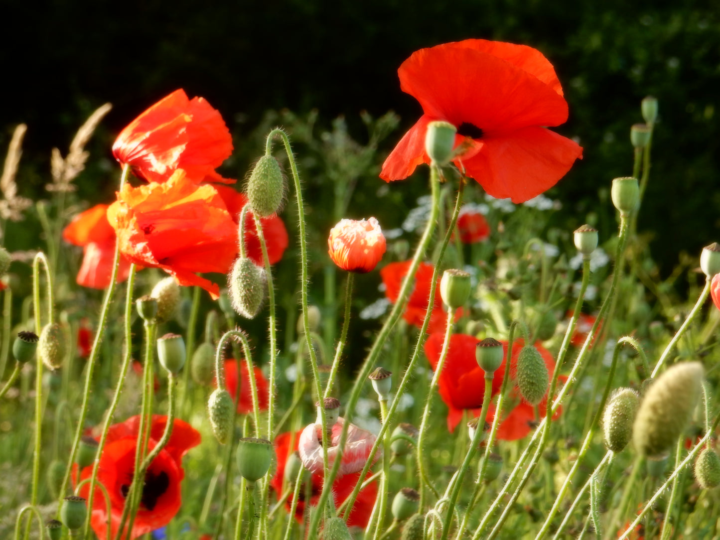 Corn Poppy