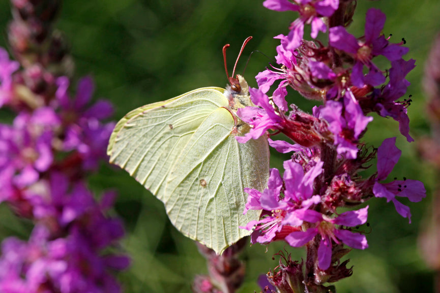 Purple Loosestrife