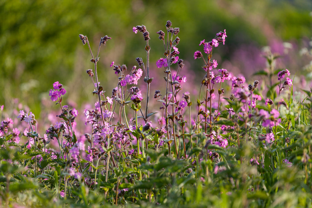 Red Campion