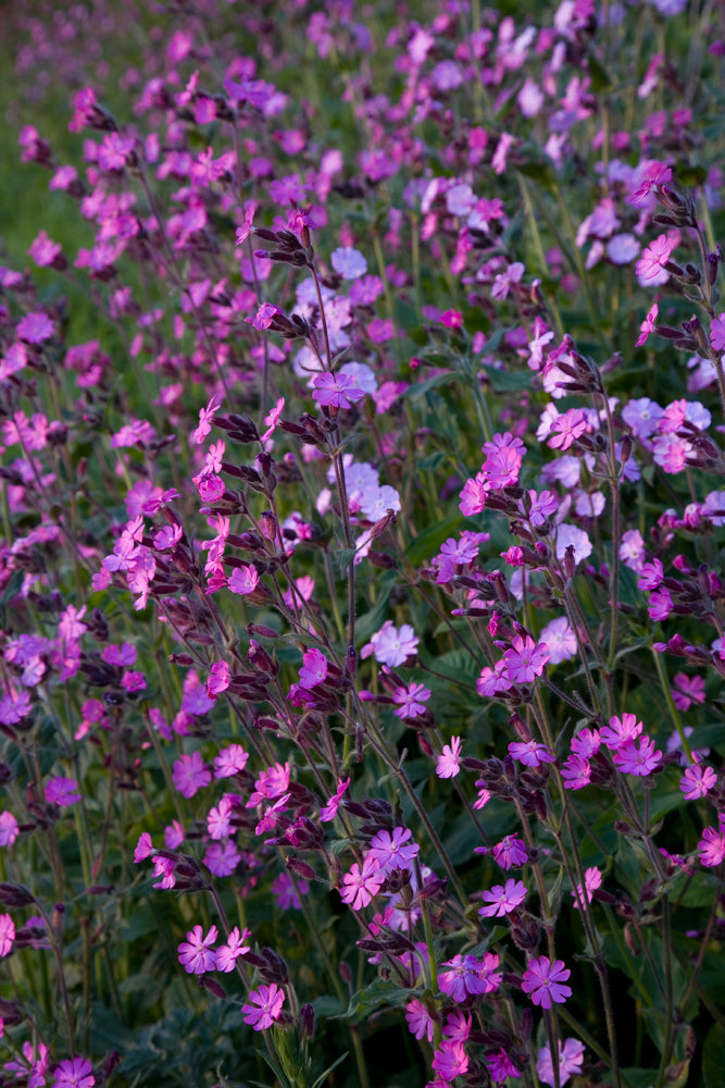 Red Campion