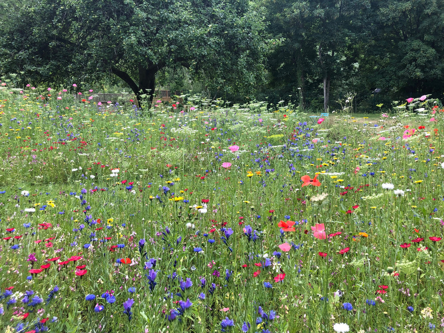 Ladybird Heaven