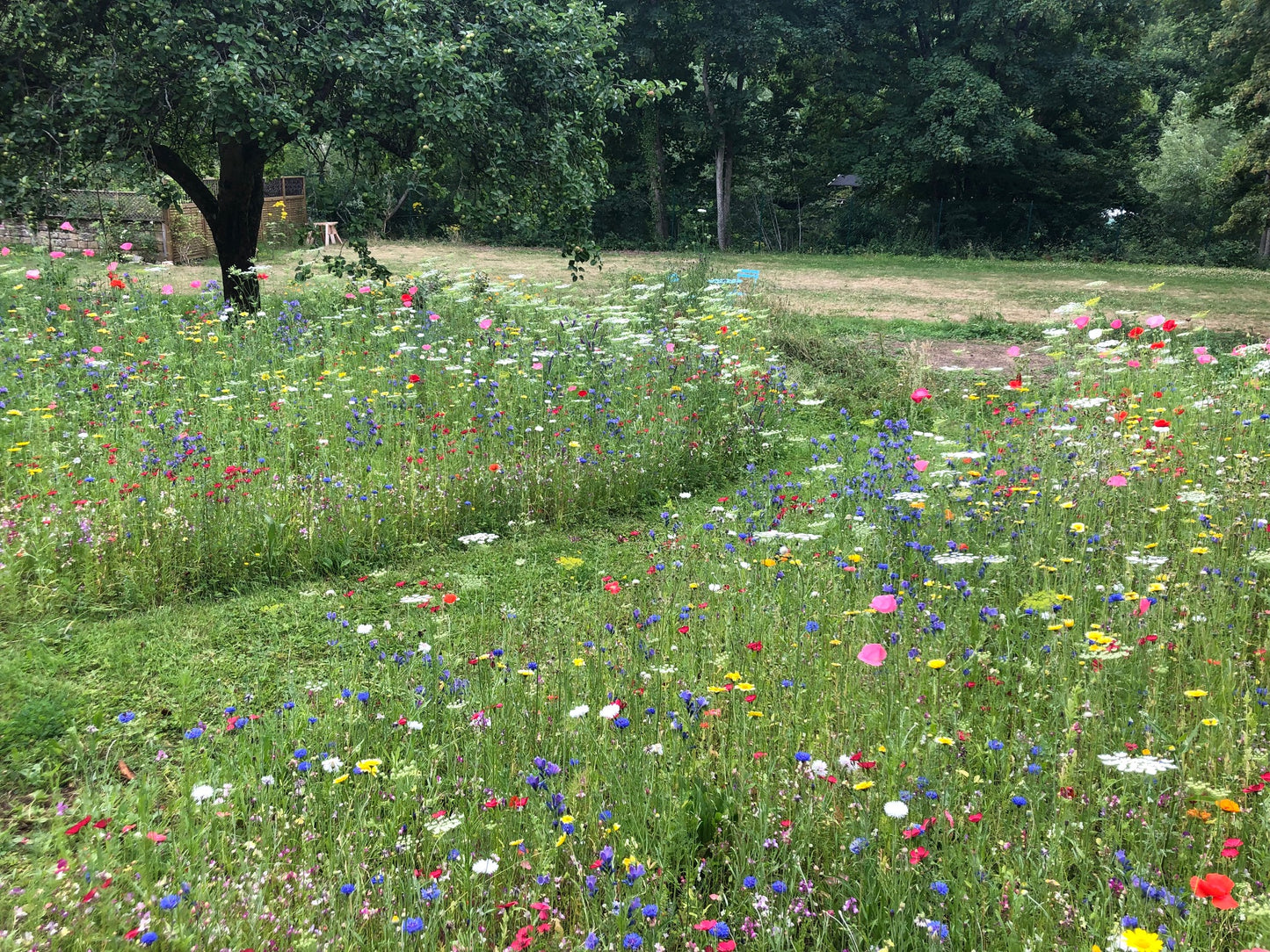 Ladybird Heaven