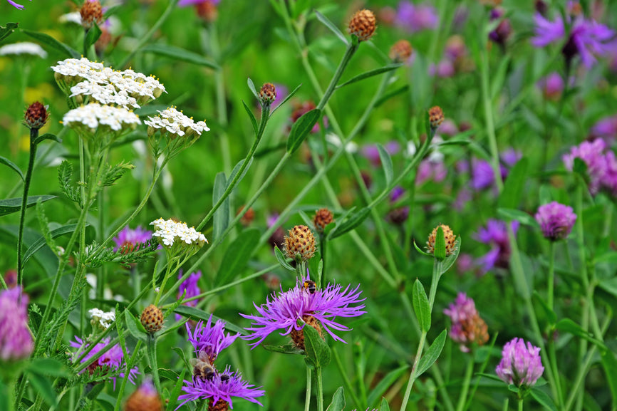 Common Knapweed