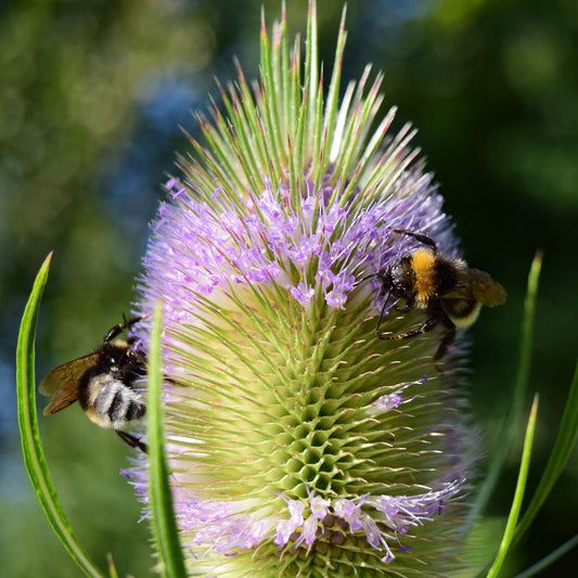 Teasel