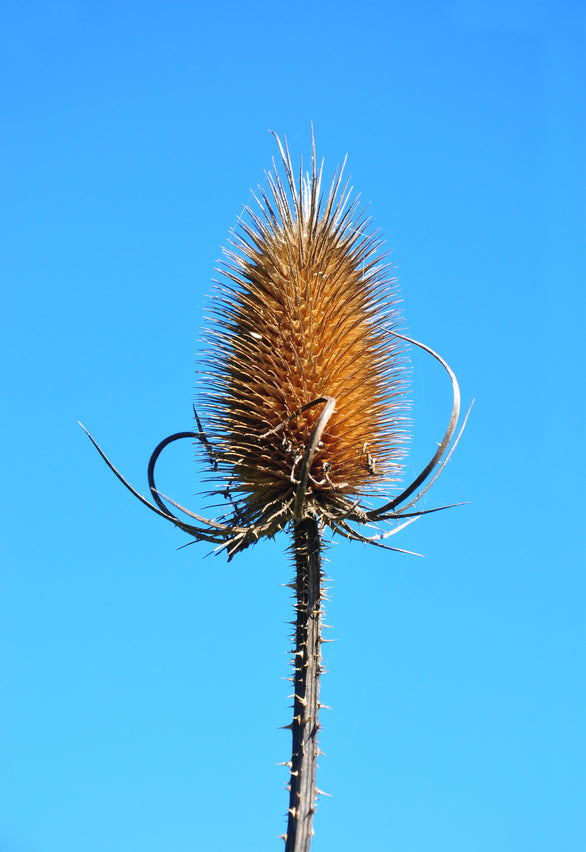 Teasel