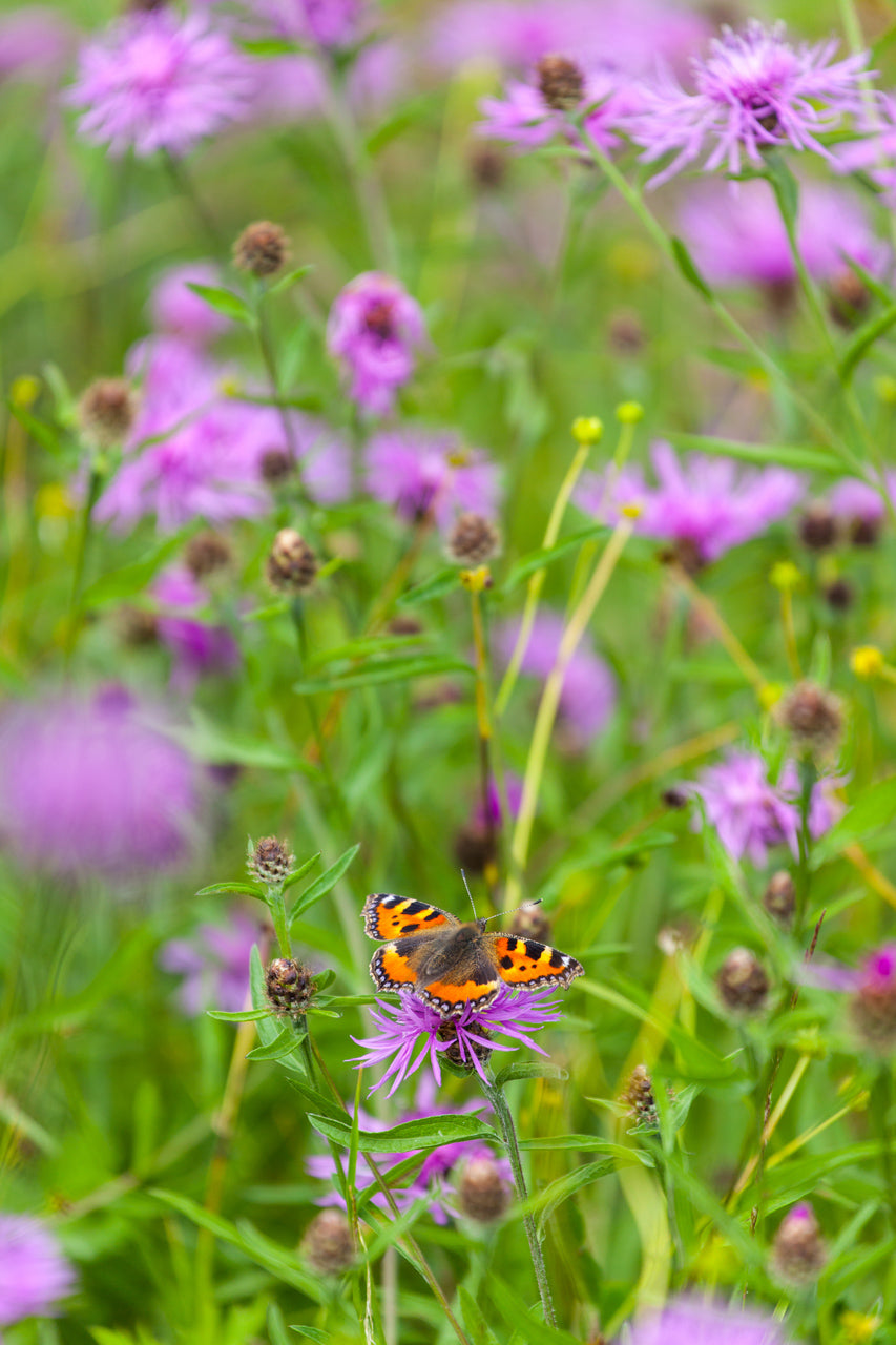 Greater Knapweed