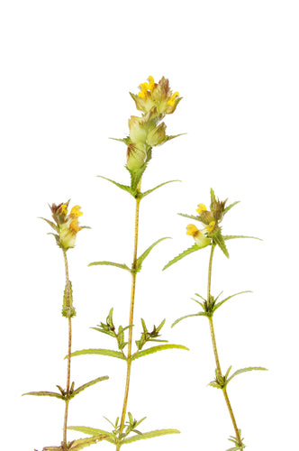 Yellow Rattle
