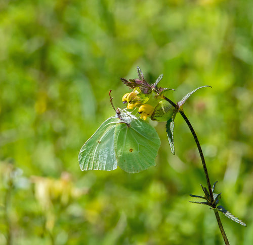 Yellow Rattle