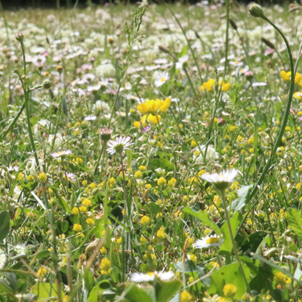 Biodiverse Grassland