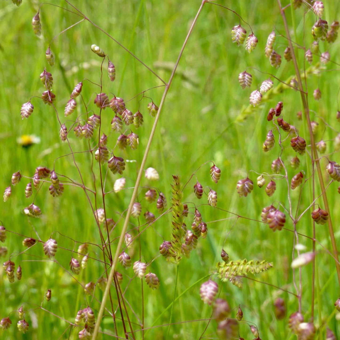 Quaking Grass