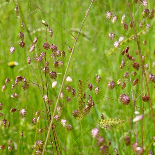 Quaking Grass