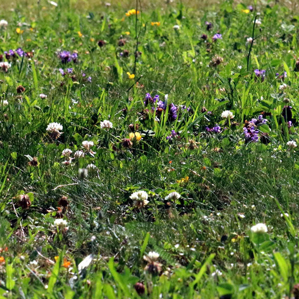 Classic Flowering Lawn