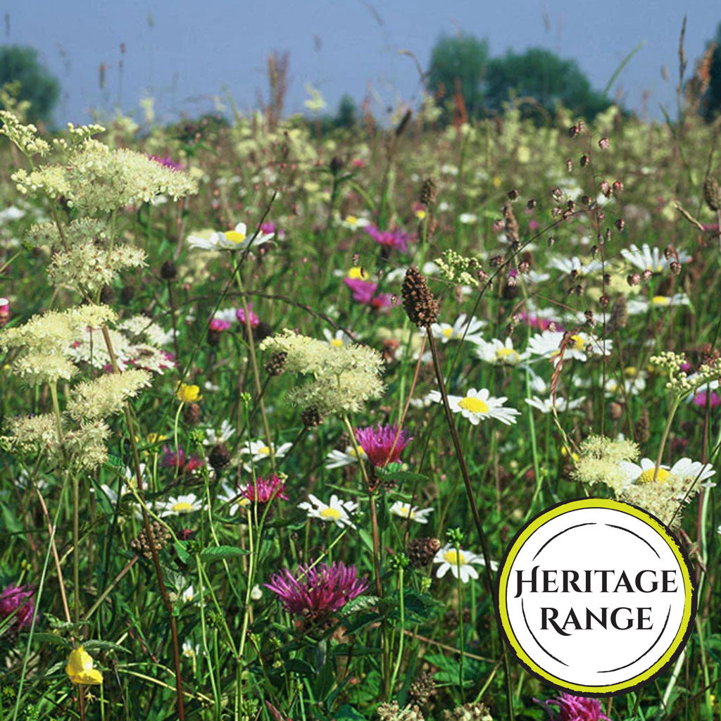wildflower meadow seeds for clay soil Clay Soils