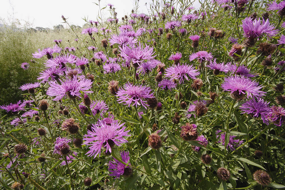 Common Knapweed