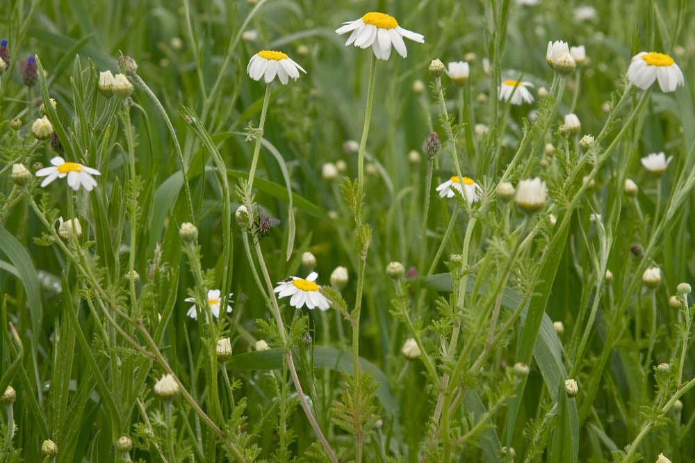 Wildflowers of the Cornfield
