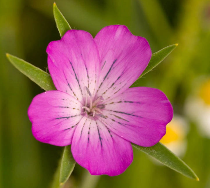 Wildflowers of the Cornfield