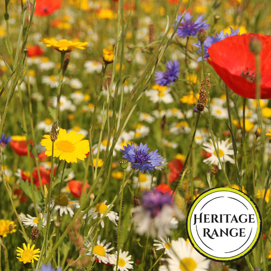 Wildflowers of the Cornfield
