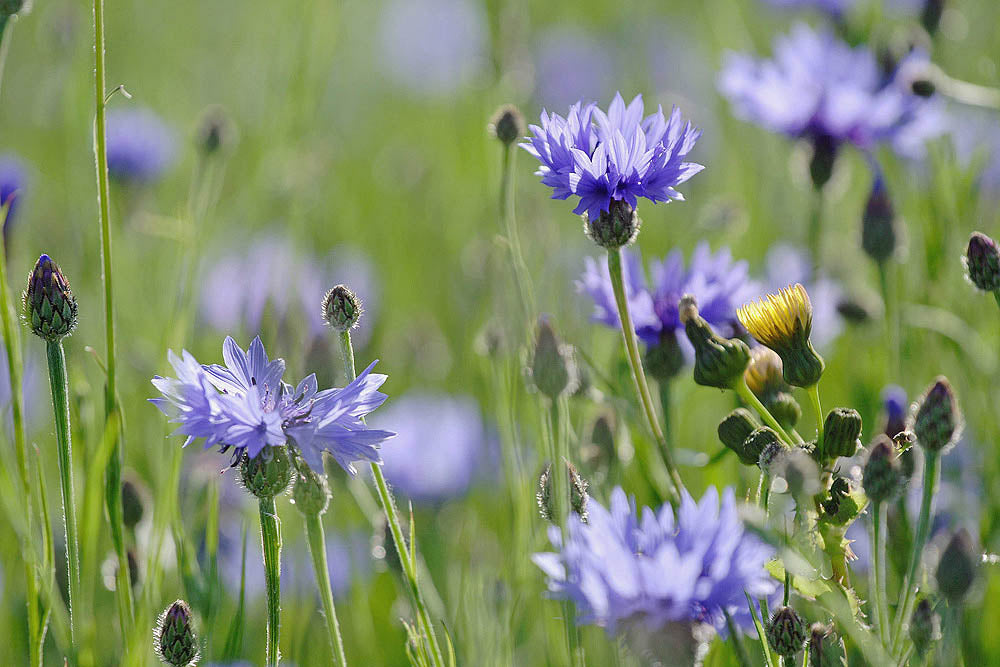 Cornflower