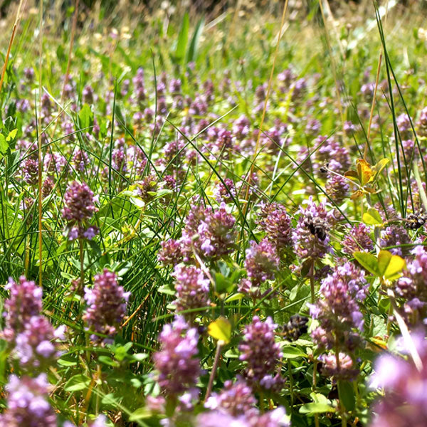 Dry Ground Flowering Lawn