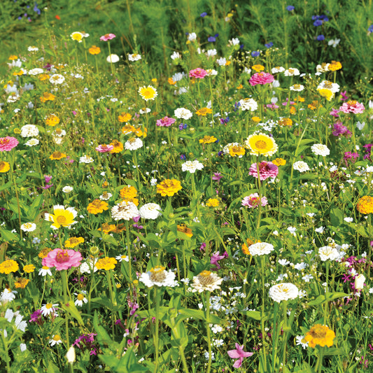 Allotment Mix