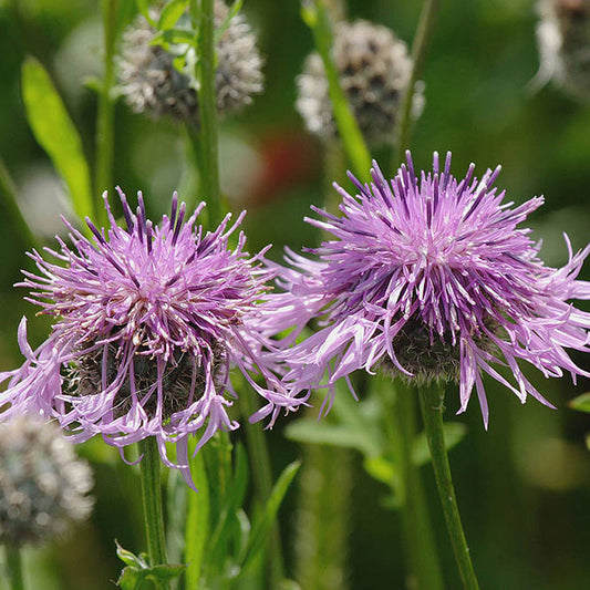 Greater Knapweed