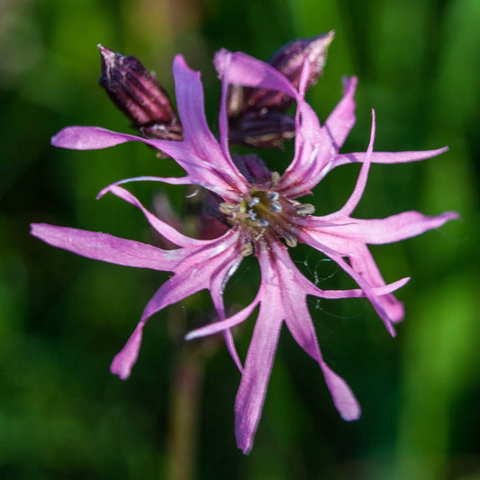 Ragged Robin