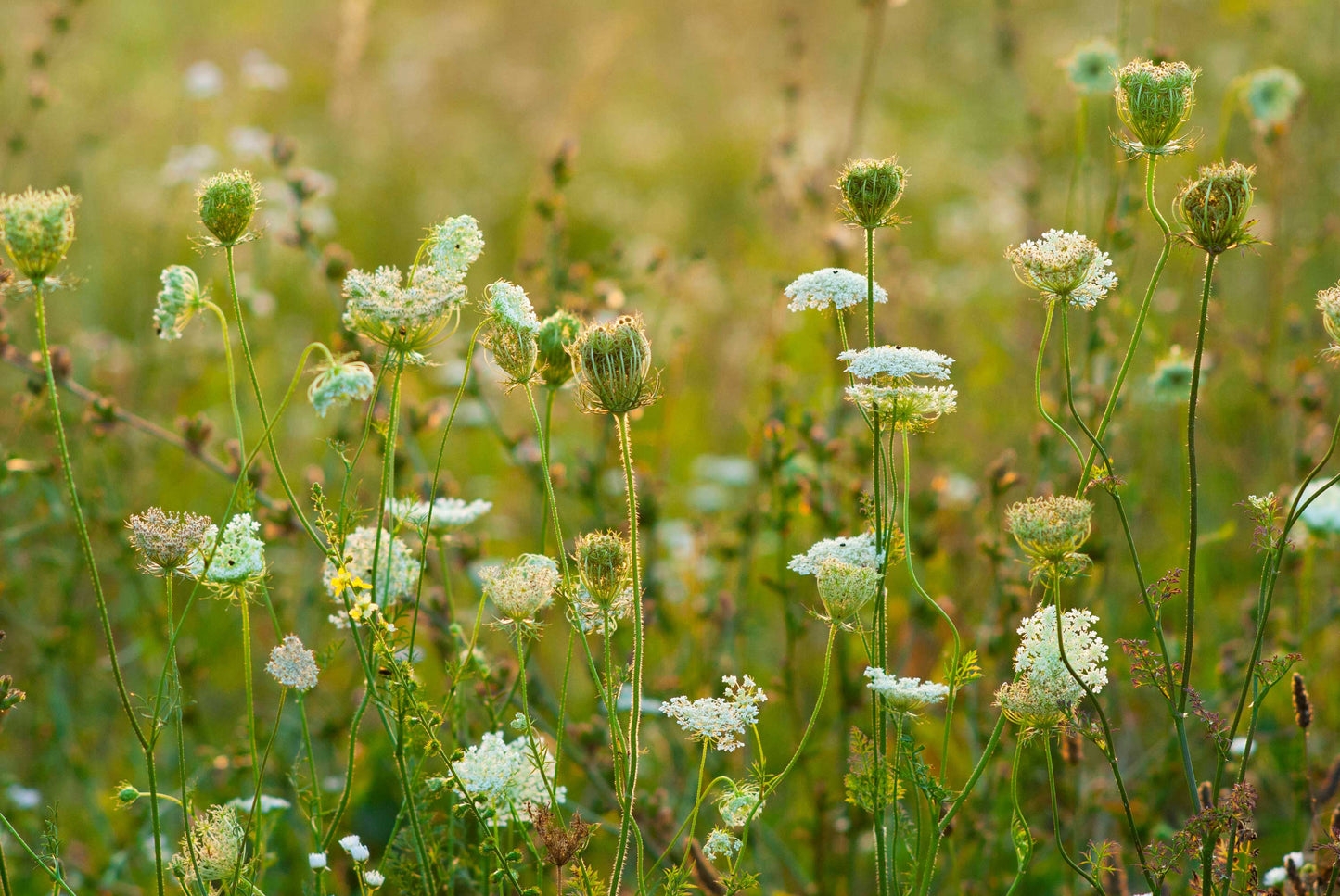 Sandy Soils