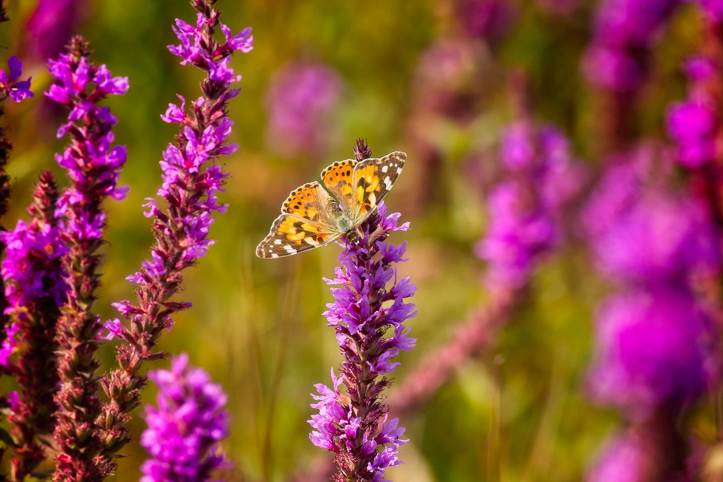 Purple Loosestrife
