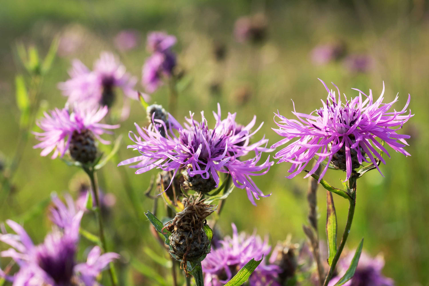 Nectar & Pollen
