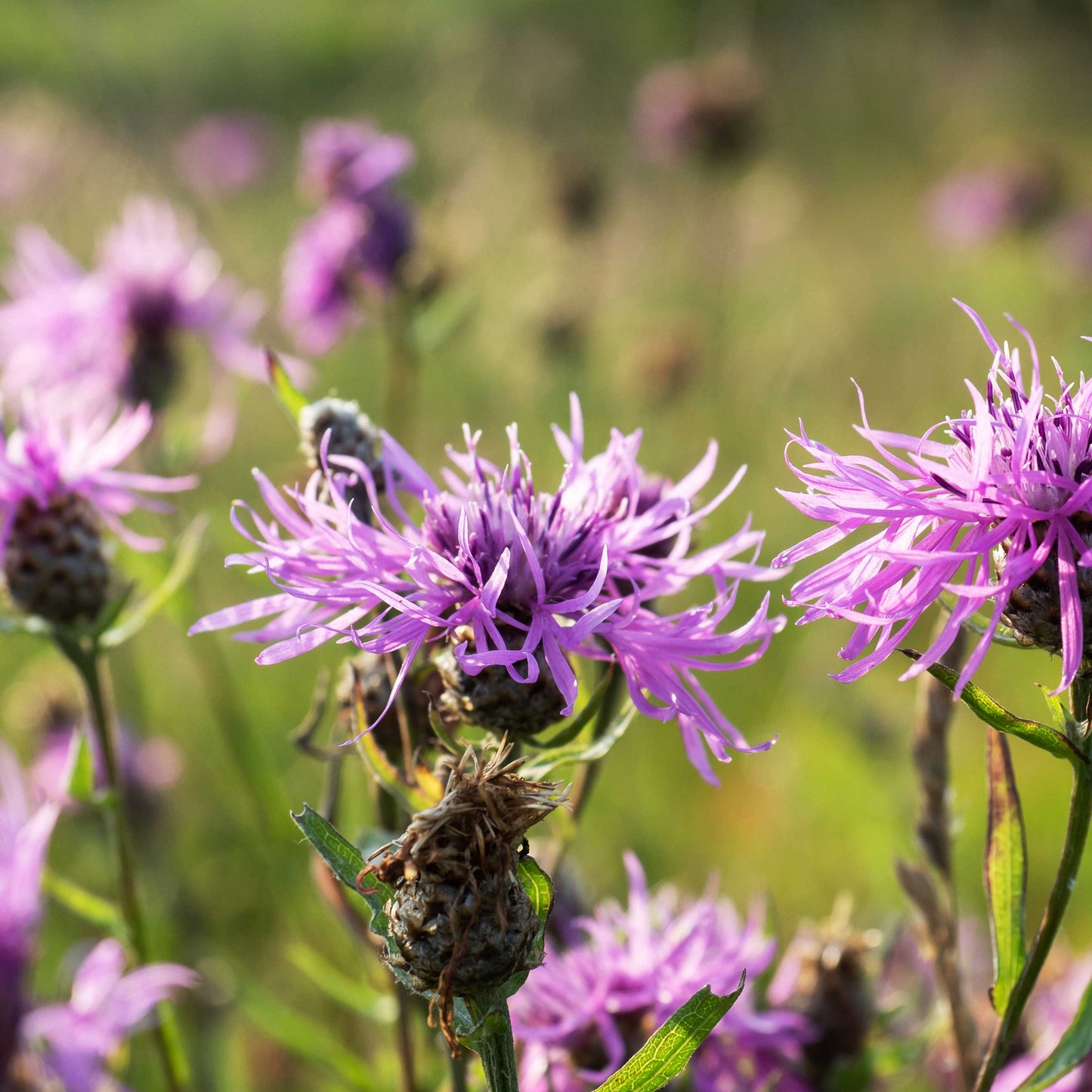 Common Knapweed