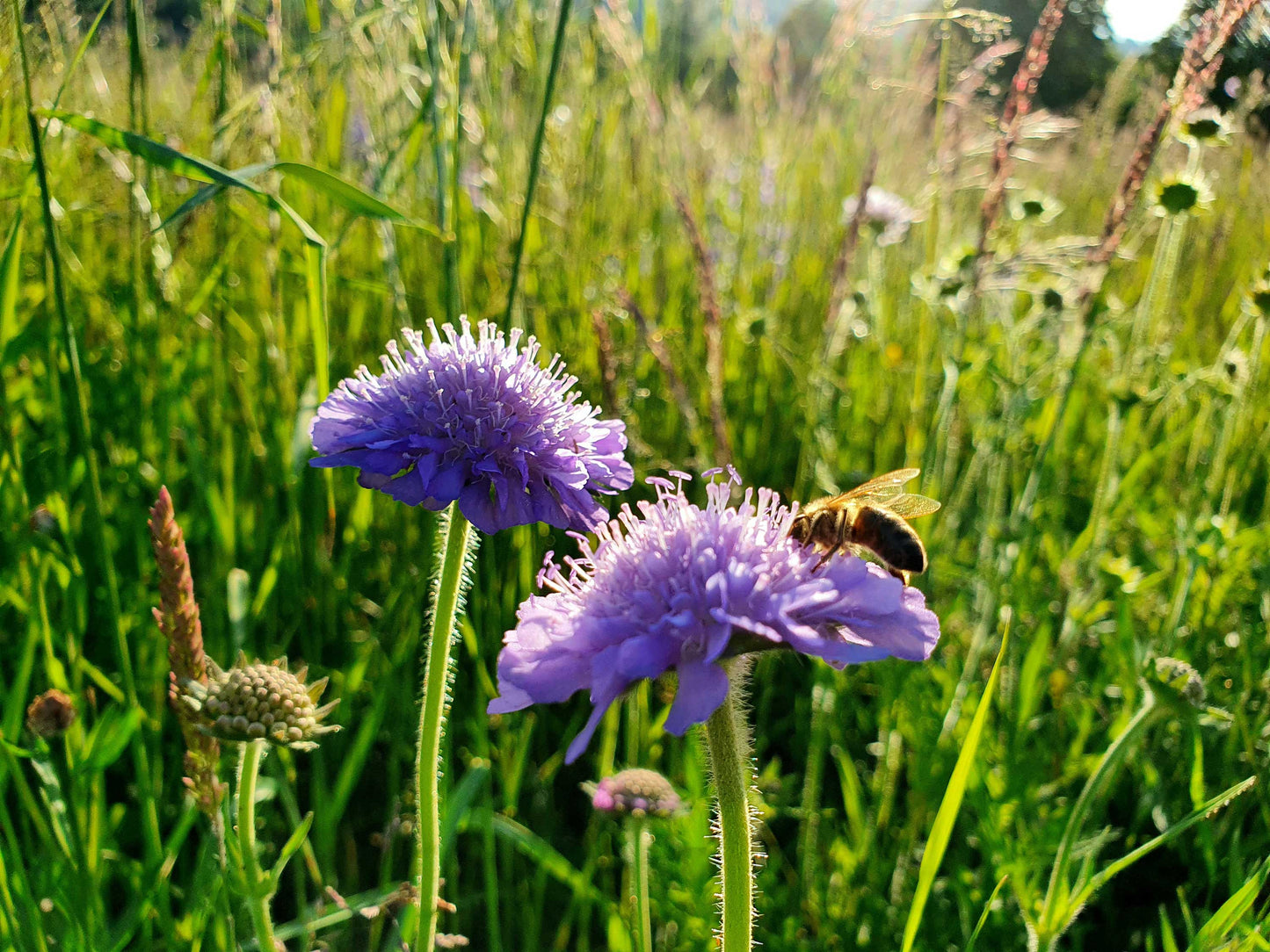 Field Scabious