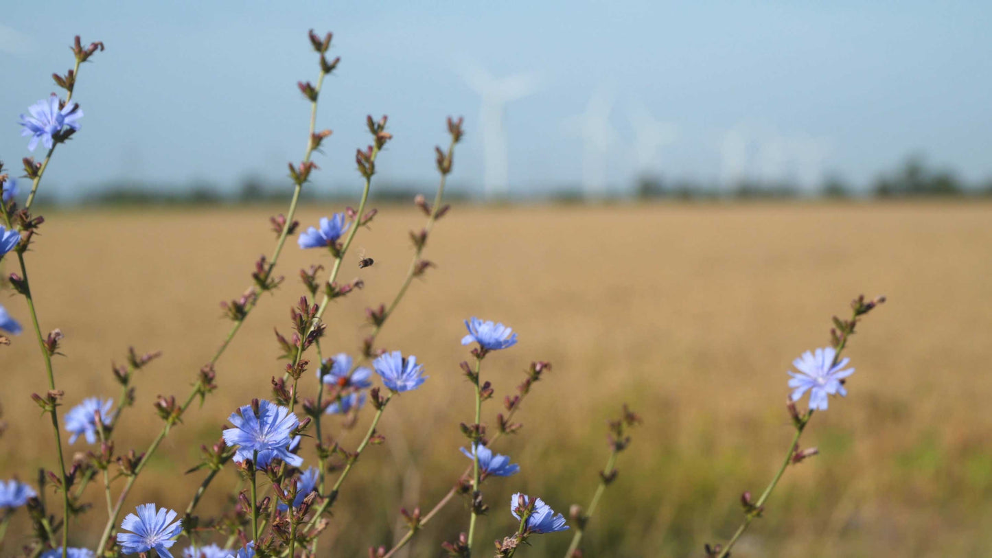 Chicory