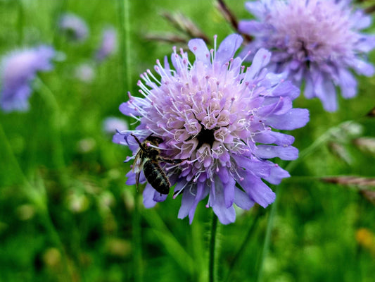 Field Scabious