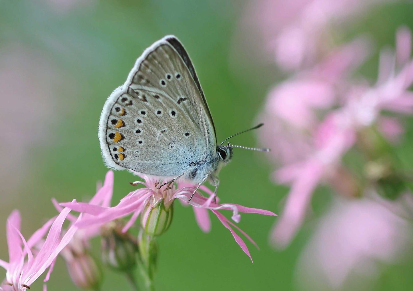Ragged Robin
