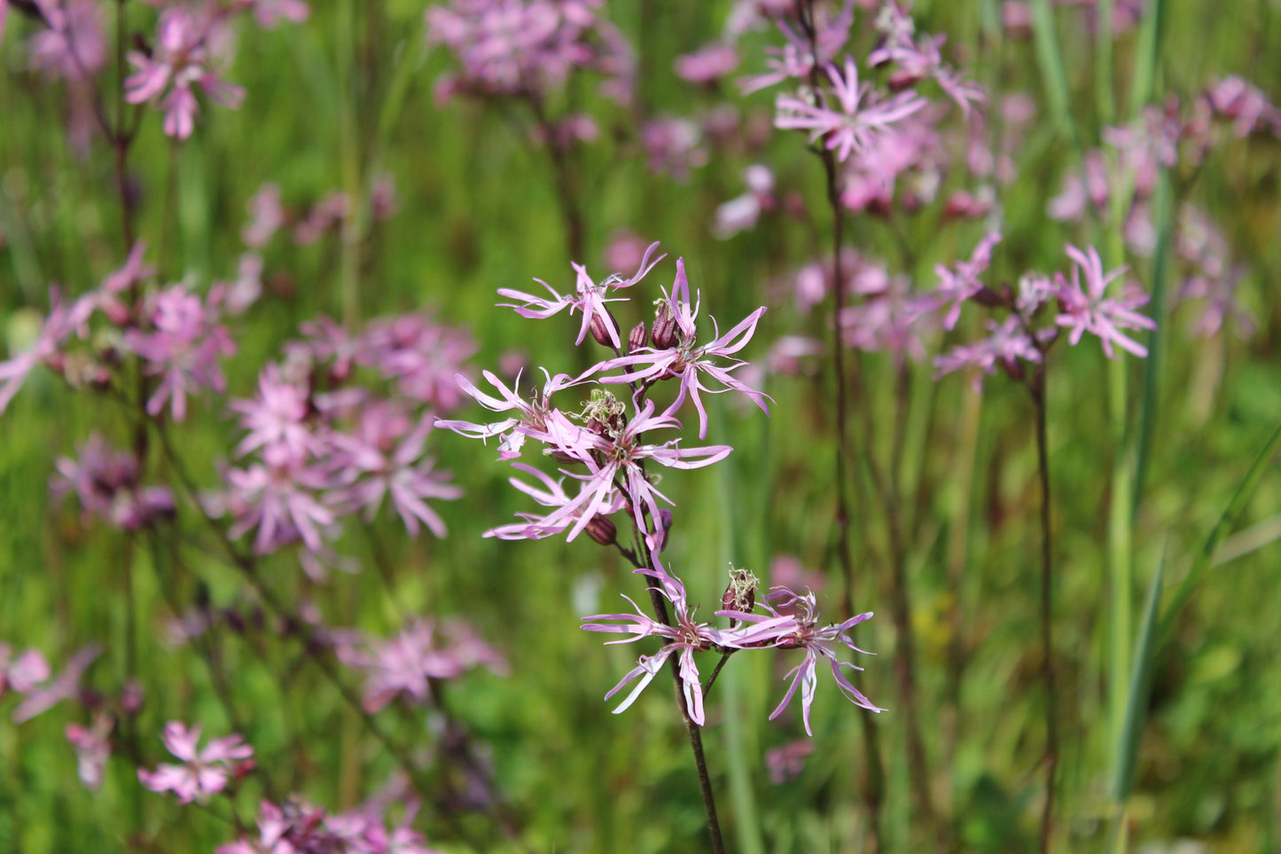 Ragged Robin