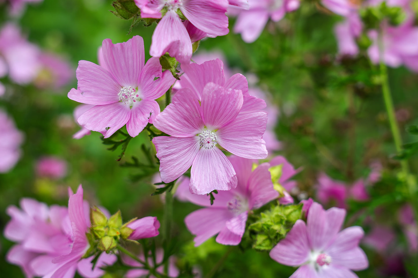Musk Mallow