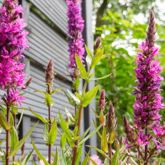 Purple Loosestrife