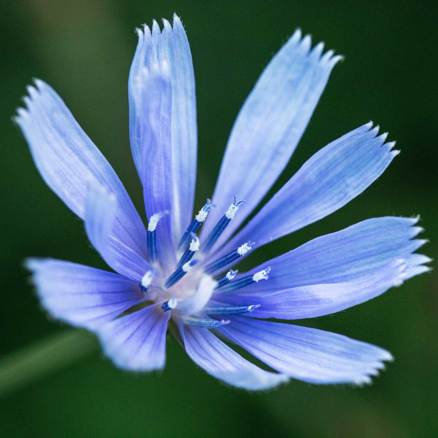 Chicory