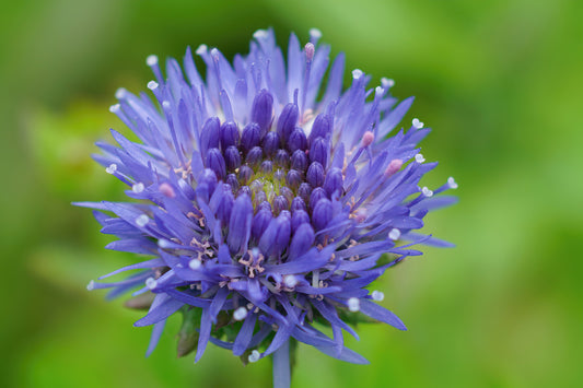Devil's Bit Scabious