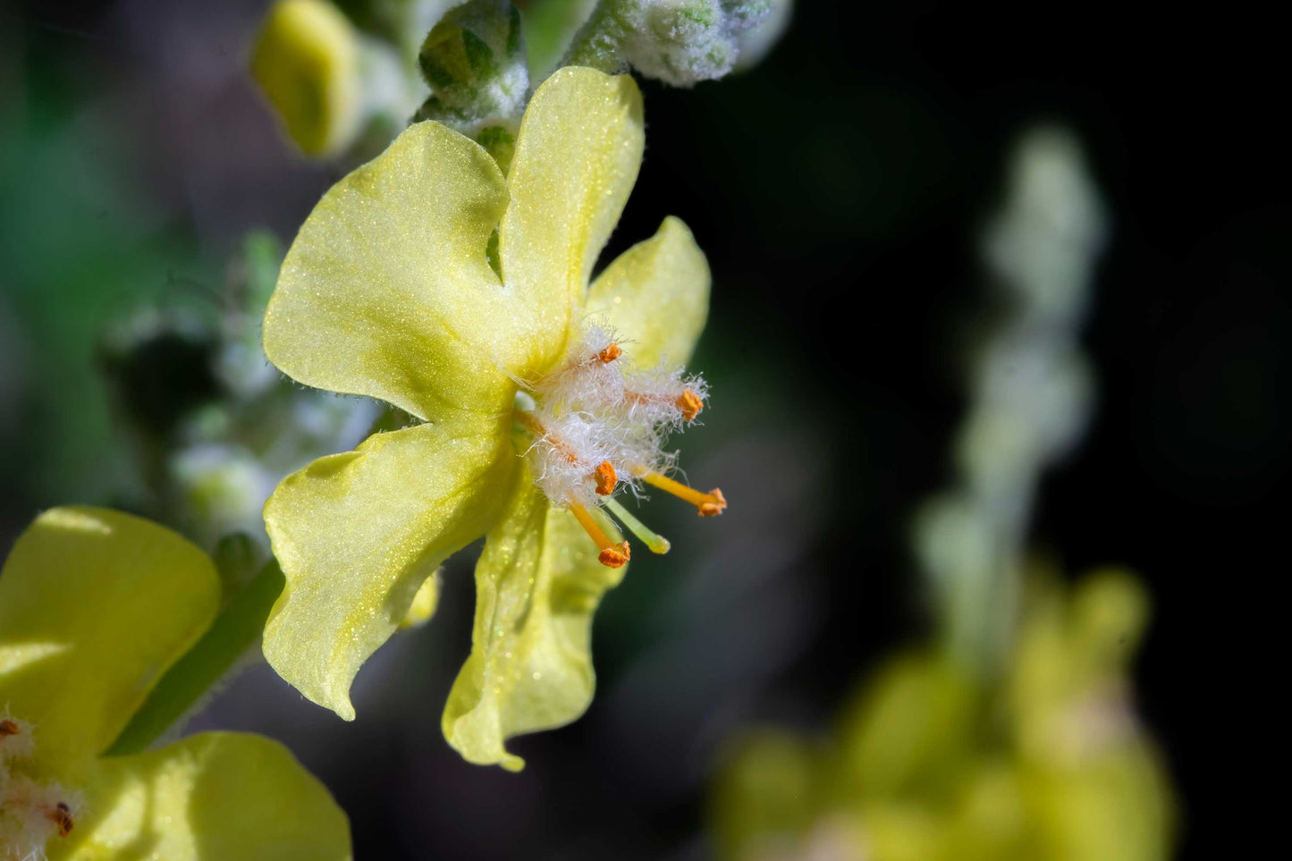 Dark Mullein